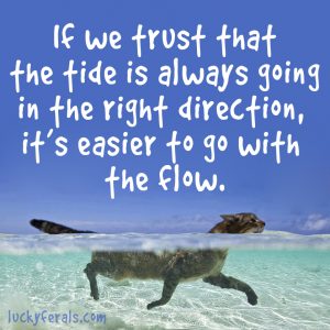 Go With The Flow Quote